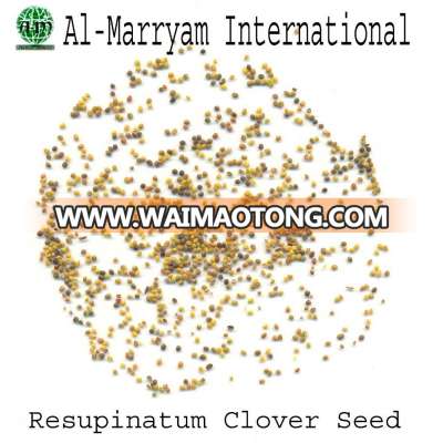 High Quality Resupinatum Clover Seed From Pakistan